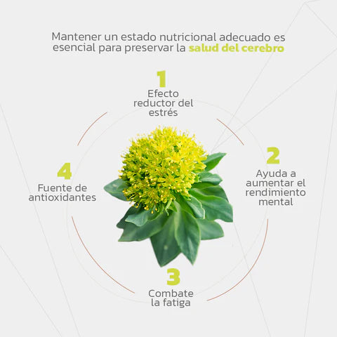 RHODIOLA ROSEA ESSENTIALS 500MG 60CAPS